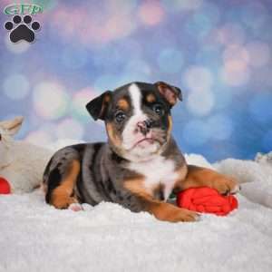Mia, Miniature Bulldog Puppy